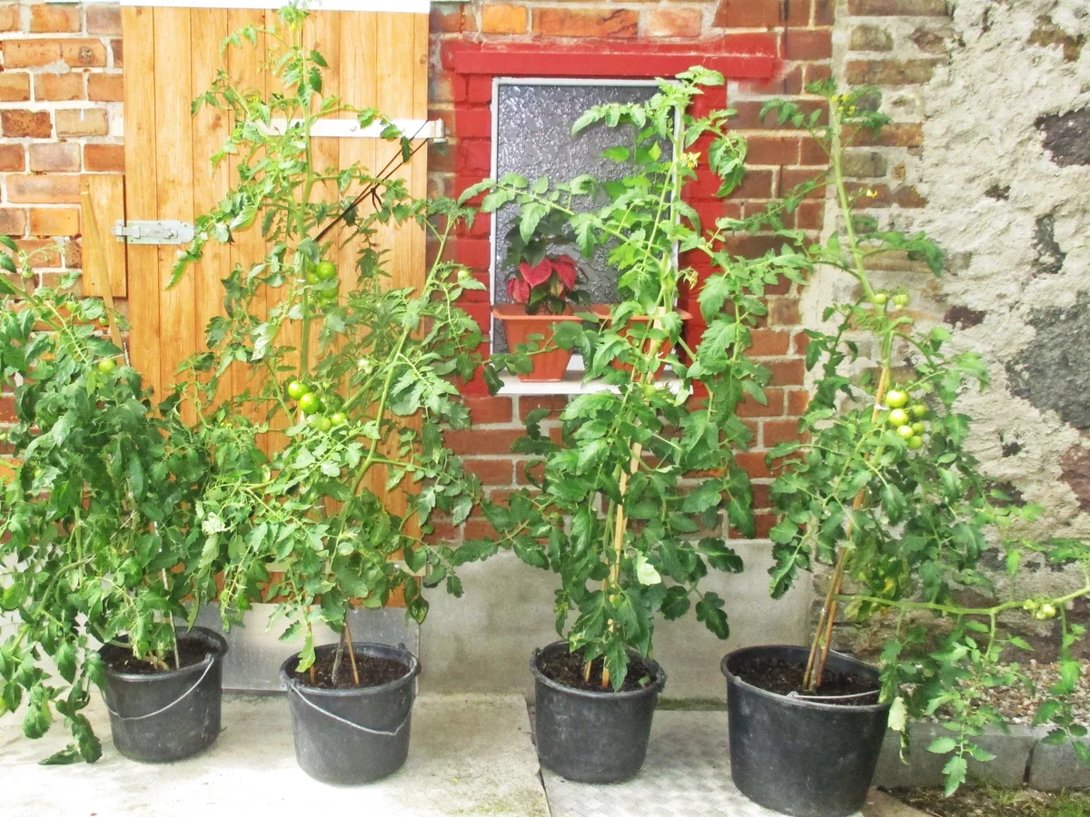 Rezept: Spaghetti Bolognese Bild Nr. 10 Spaghetti Bolognese - Rezept - Bild Nr. 10