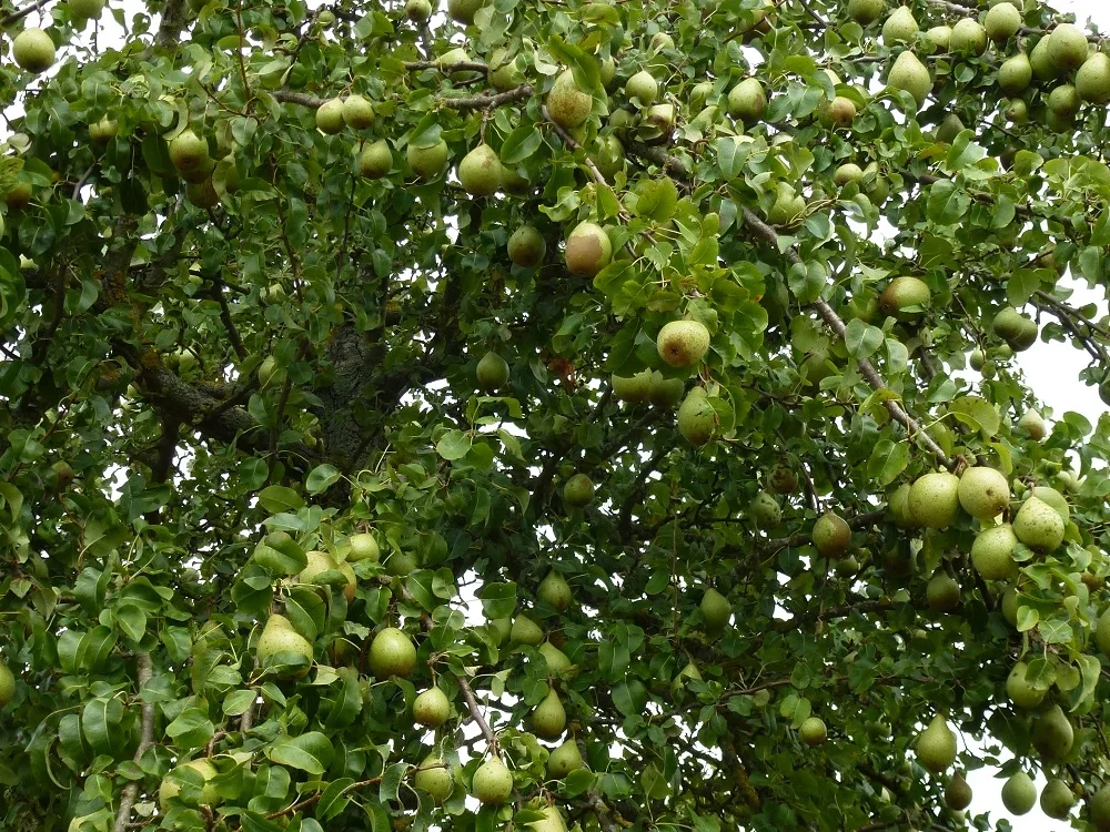 Rezept: Birnenkuchen vom Blech Bild Nr. 11 Birnenkuchen vom Blech - Rezept - Bild Nr. 11