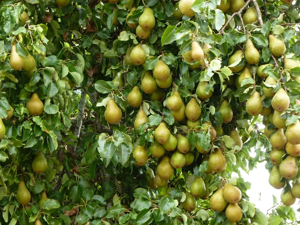 Birnenkompott-kochbar Challenge 9.0 (2020 - Rezept - Bild Nr. 11177