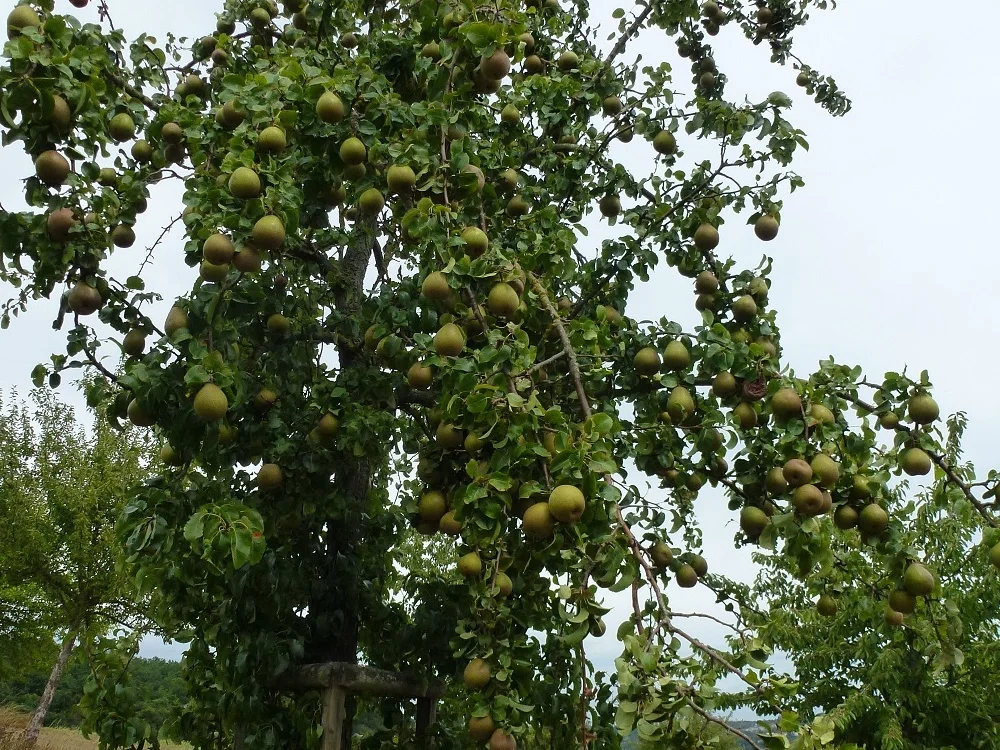Birnenkompott-kochbar Challenge 9.0 (2020 - Rezept - Bild Nr. 11178