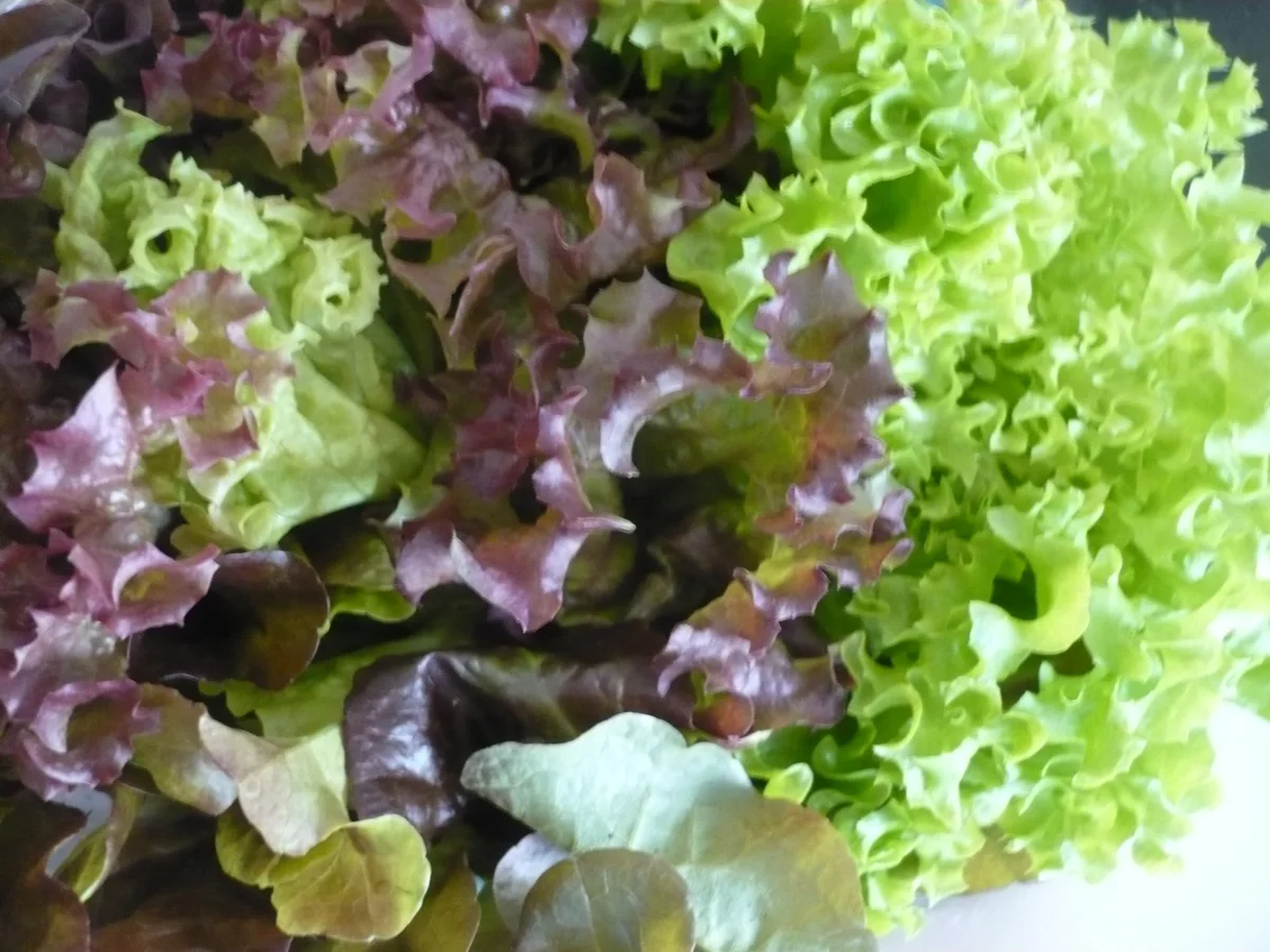 Salat aus Rote-Bete-Spaghetti, Avocado und Ziegenkäse - Rezept - Bild Nr. 5