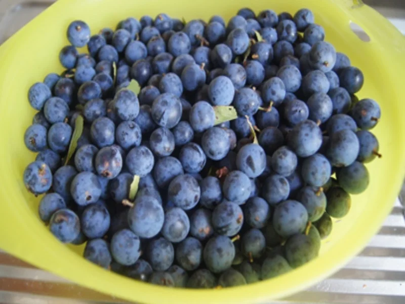 Schlehenlikör XXL - Rezept - Bild Nr. 3