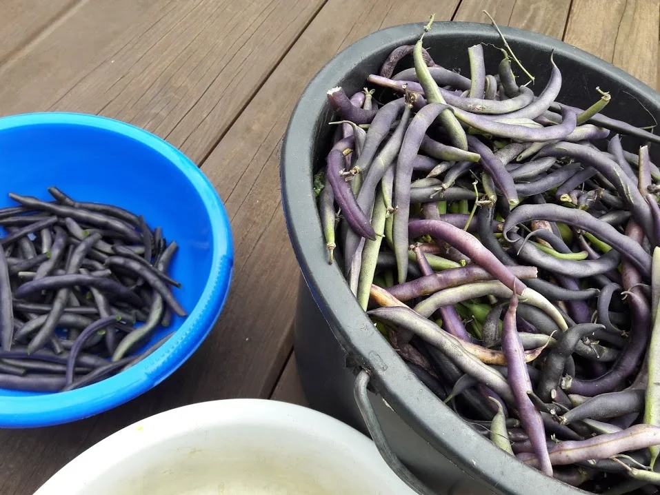 Rezept: Bohneneintopf zur kochbar Challenge September 2020 Bild Nr. 4 Bohneneintopf zur kochbar Challenge September 2020 - Rezept - Bild Nr. 4