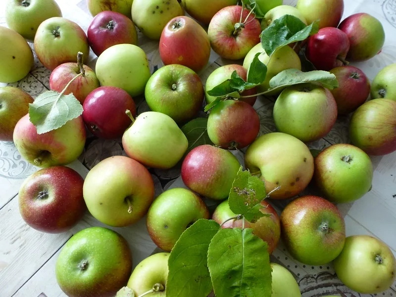 Apfelbrei-Zwieback-Auflauf Kochbar Challenge 9.0 (2020) - Rezept - Bild Nr. 3
