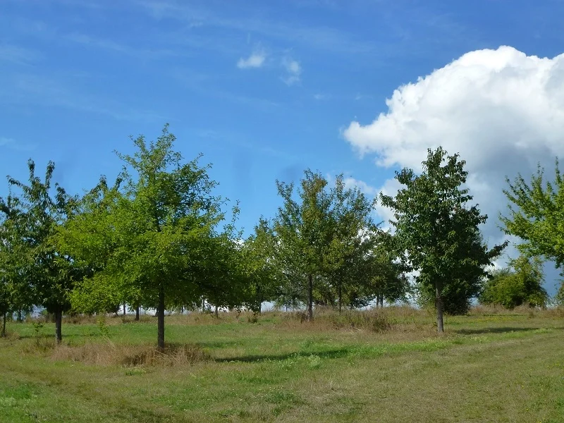 Apfelbrei-Zwieback-Auflauf Kochbar Challenge 9.0 (2020) - Rezept - Bild Nr. 12