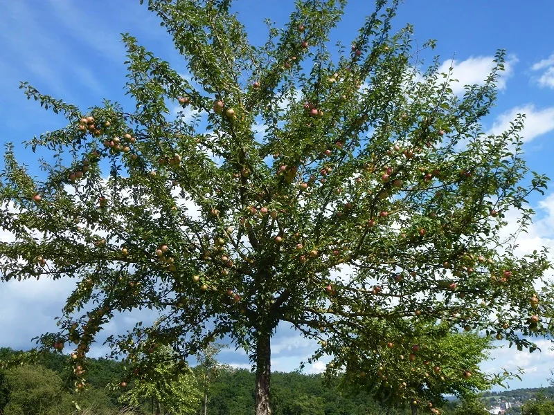 Apfelbrei-Zwieback-Auflauf Kochbar Challenge 9.0 (2020) - Rezept - Bild Nr. 13