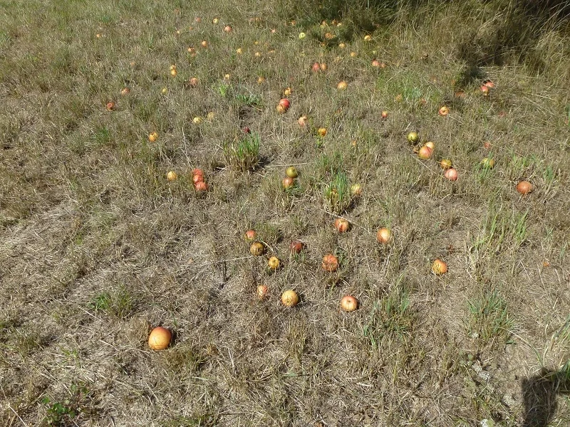 Apfelbrei-Zwieback-Auflauf Kochbar Challenge 9.0 (2020) - Rezept - Bild Nr. 14