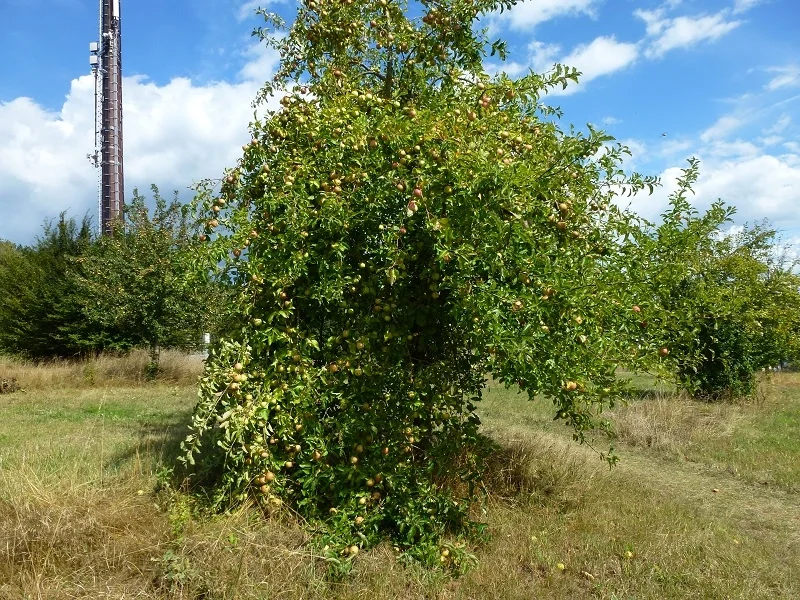 Apfelbrei-Zwieback-Auflauf Kochbar Challenge 9.0 (2020) - Rezept - Bild Nr. 11193