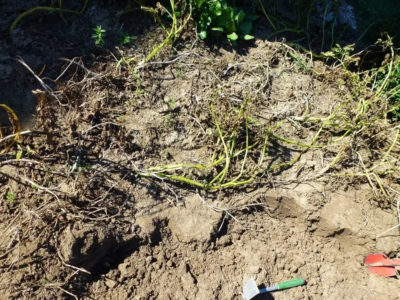 Oma`s Untereinander Kochbar Challenge 9.0 (2020) - Rezept - Bild Nr. 9