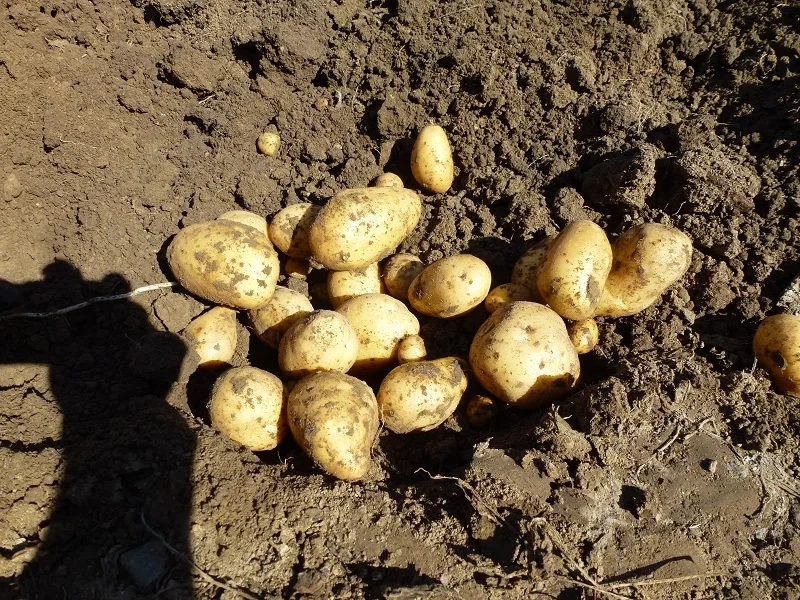 Oma`s Untereinander Kochbar Challenge 9.0 (2020) - Rezept - Bild Nr. 10