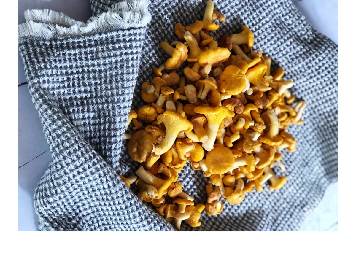 BiNe` S PFIFFERLINGE IN SAHNESAUCE - Rezept - Bild Nr. 3