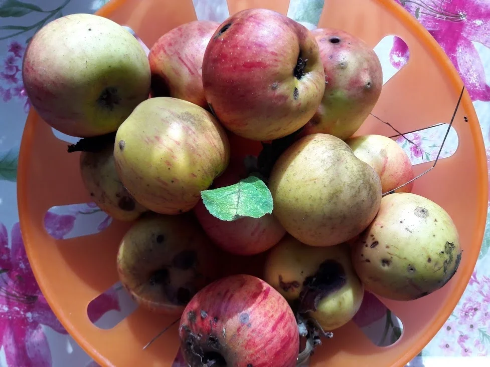 Apfelkuchen mit Schokoladendecke zur kochbar Challenge September 2020 - Rezept - Bild Nr. 4