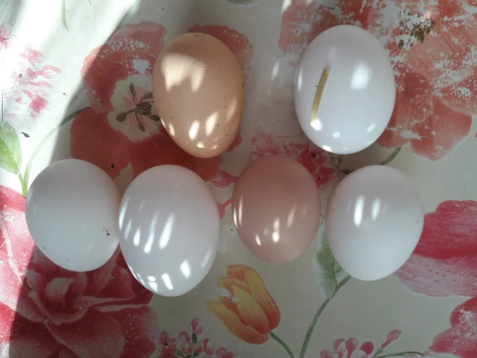 Apfelkuchen mit Schokoladendecke zur kochbar Challenge September 2020 - Rezept - Bild Nr. 5