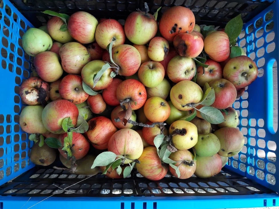 Apfelkuchen mit Schokoladendecke zur kochbar Challenge September 2020 - Rezept - Bild Nr. 16