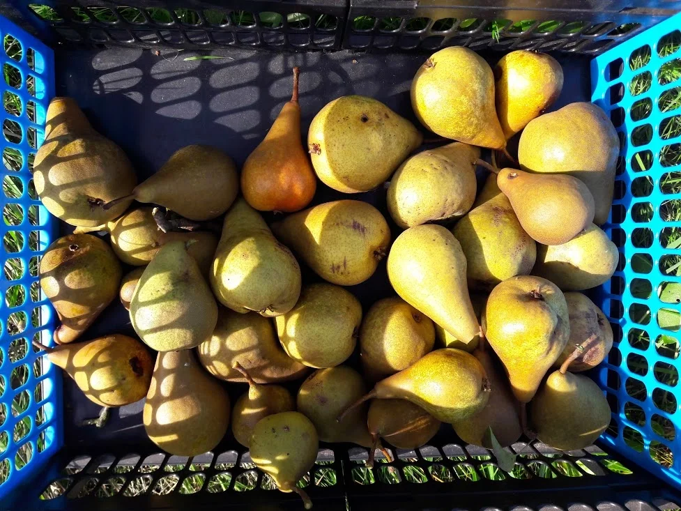 Rezept: Obst für den Winter einkochen zur kochbar Challenge September 2020 Bild Nr. 11302 Obst für den Winter einkochen zur kochbar Challenge September 2020 - Rezept - Bild Nr. 11302