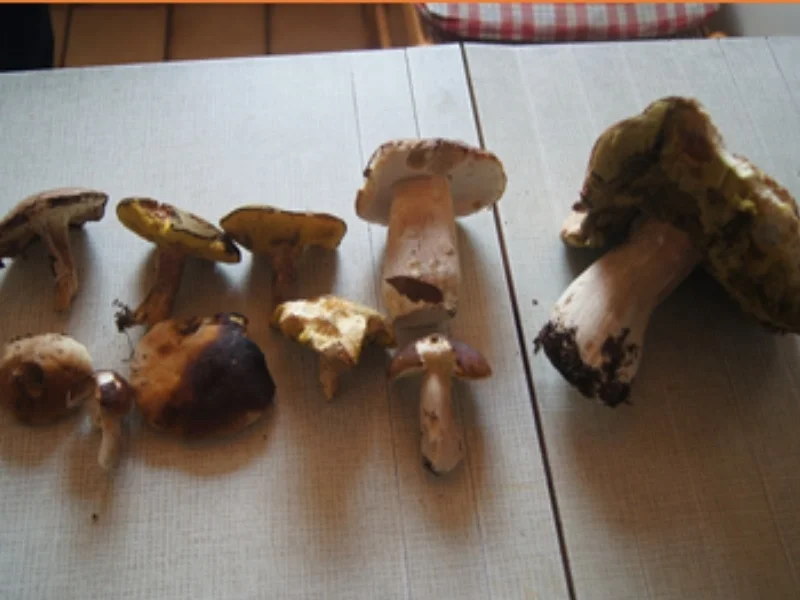 Rezept: Steinpilzpasta mit Hörnchen Nudeln Bild Nr. 3 Steinpilzpasta mit Hörnchen Nudeln - Rezept - Bild Nr. 3