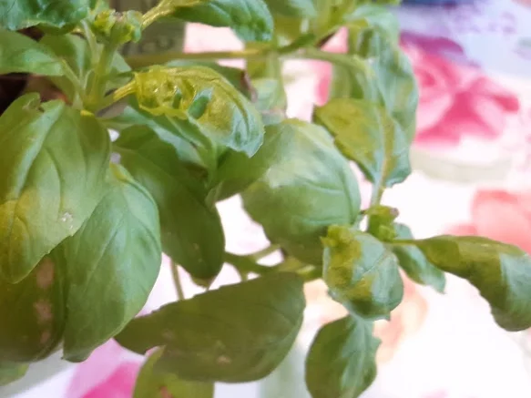 Gelbes Tomatensüppchen mit frittiertem Basilikum - Rezept - Bild Nr. 17