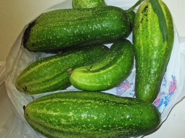 Rezept: Schmorgurken mit Hackfleisch Bild Nr. 6 Schmorgurken mit Hackfleisch - Rezept - Bild Nr. 6