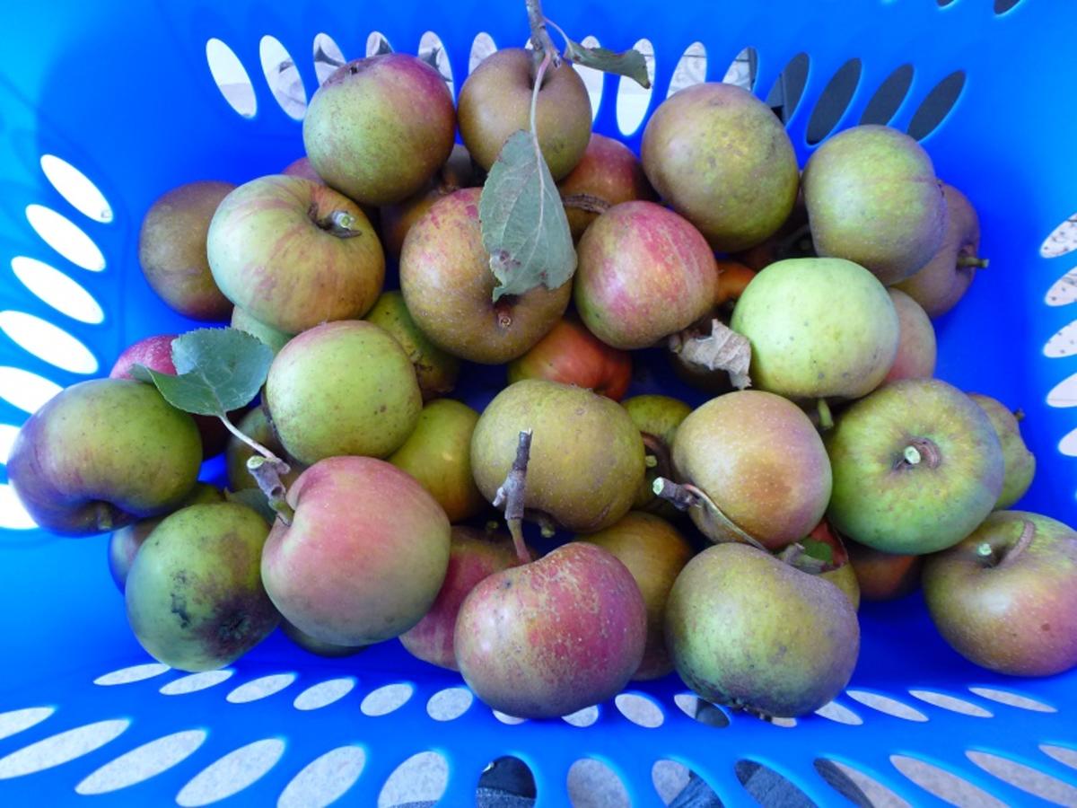 Oma´s krümliger Apfelkuchen vom Blech=Kochbar Challenge 10.0 (Oktober 2020) - Rezept - Bild Nr. 4