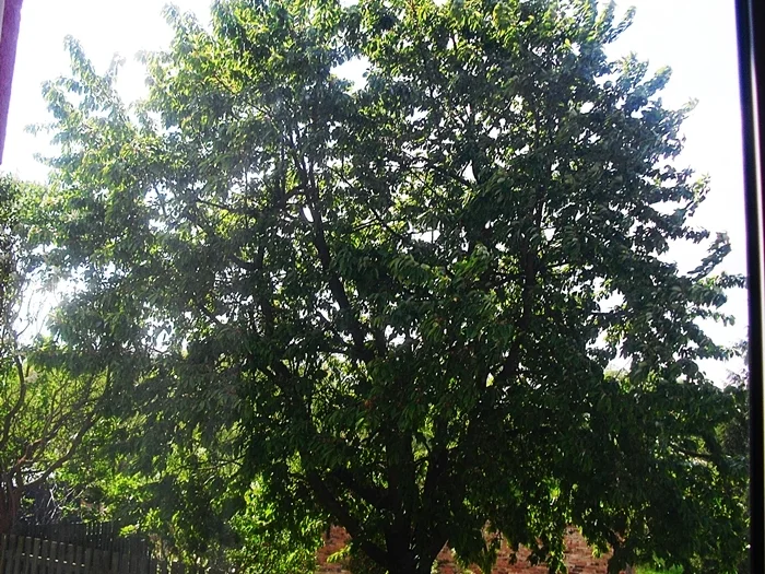 Kirschgelee - Rezept - Bild Nr. 6