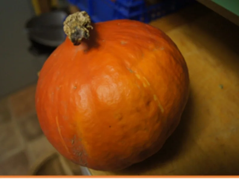 Rezept: Kürbispuffer mit Steinpilzen Bild Nr. 3 Kürbispuffer mit Steinpilzen - Rezept - Bild Nr. 3