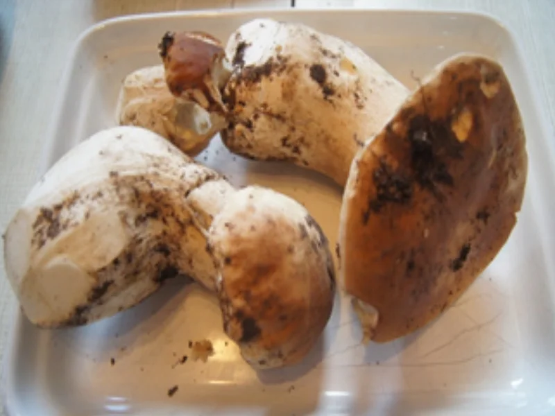 Rezept: Kürbispuffer mit Steinpilzen Bild Nr. 12 Kürbispuffer mit Steinpilzen - Rezept - Bild Nr. 12