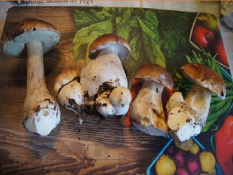 Rezept: Steinpilzpfanne Bild Nr. 3 Steinpilzpfanne - Rezept - Bild Nr. 3