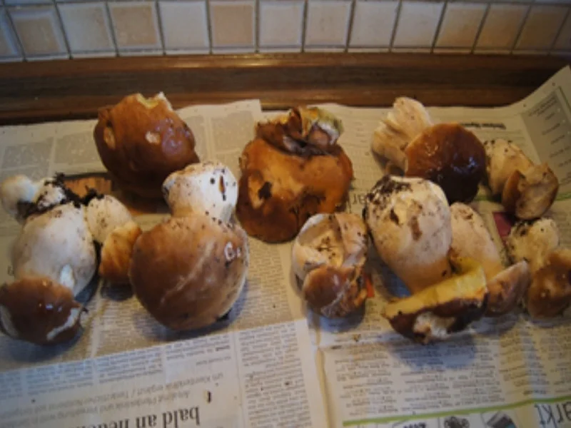 Schweinesteak mit gebratenen Steinpilzen - Rezept - Bild Nr. 4