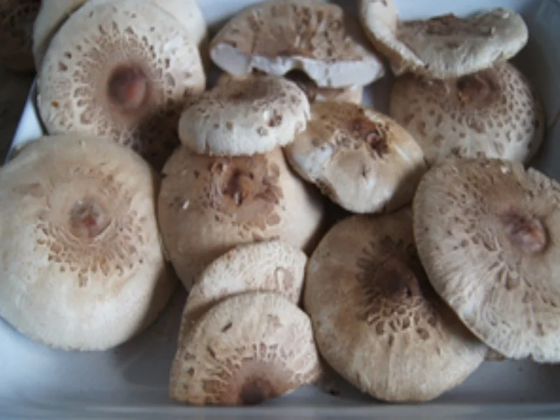 Rezept: Parasolpilz-Schnitzel Bild Nr. 3 Parasolpilz-Schnitzel - Rezept - Bild Nr. 3