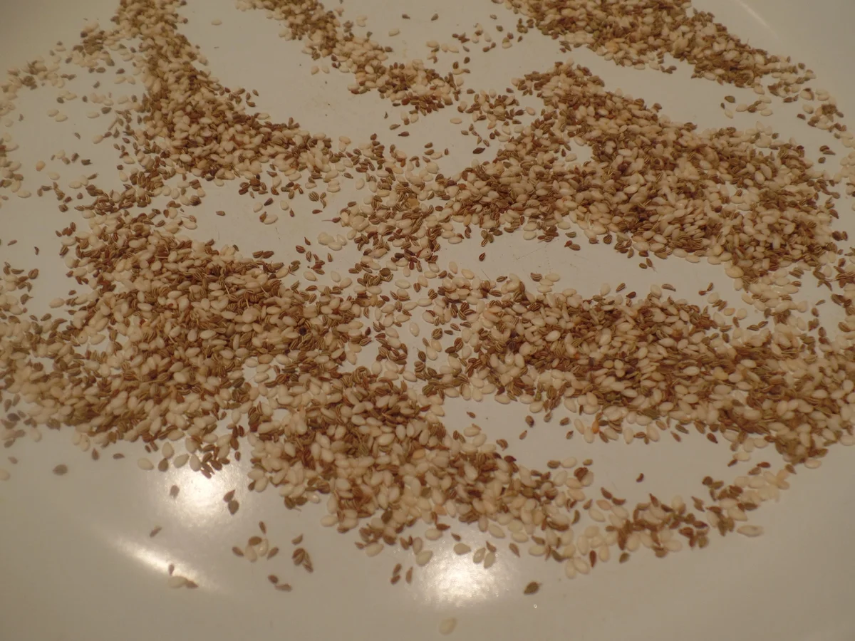 Rezept: Möhren-Mango-Ingwer-Suppe mit Sesam und Schwarzkümmel Bild Nr. 11783 Möhren-Mango-Ingwer-Suppe mit Sesam und Schwarzkümmel - Rezept - Bild Nr. 11783