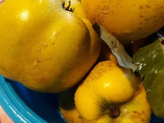 Rezept: Quittengelee Bild Nr. 3 Quittengelee - Rezept - Bild Nr. 3