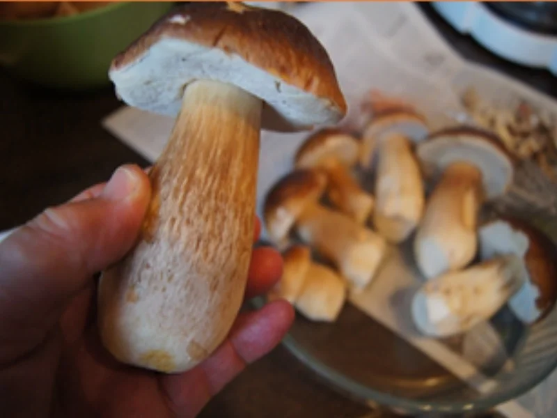 Schweinefiletschnitzelchen mit gebratenen Steinpilzen und Möhren-Kartoffel-Stampf - Rezept - Bild Nr. 5