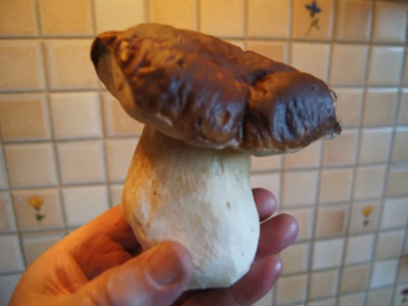 Gourmet Steinpilzpfanne - Rezept - Bild Nr. 4