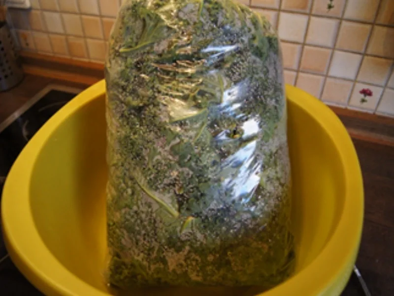 Rezept: Grünkohl 2020-2 mit Pellkartoffeldrillingen Bild Nr. 3 Grünkohl 2020-2 mit Pellkartoffeldrillingen - Rezept - Bild Nr. 3