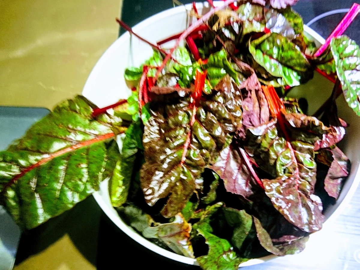 Mangoldpesto - Rezept - Bild Nr. 3