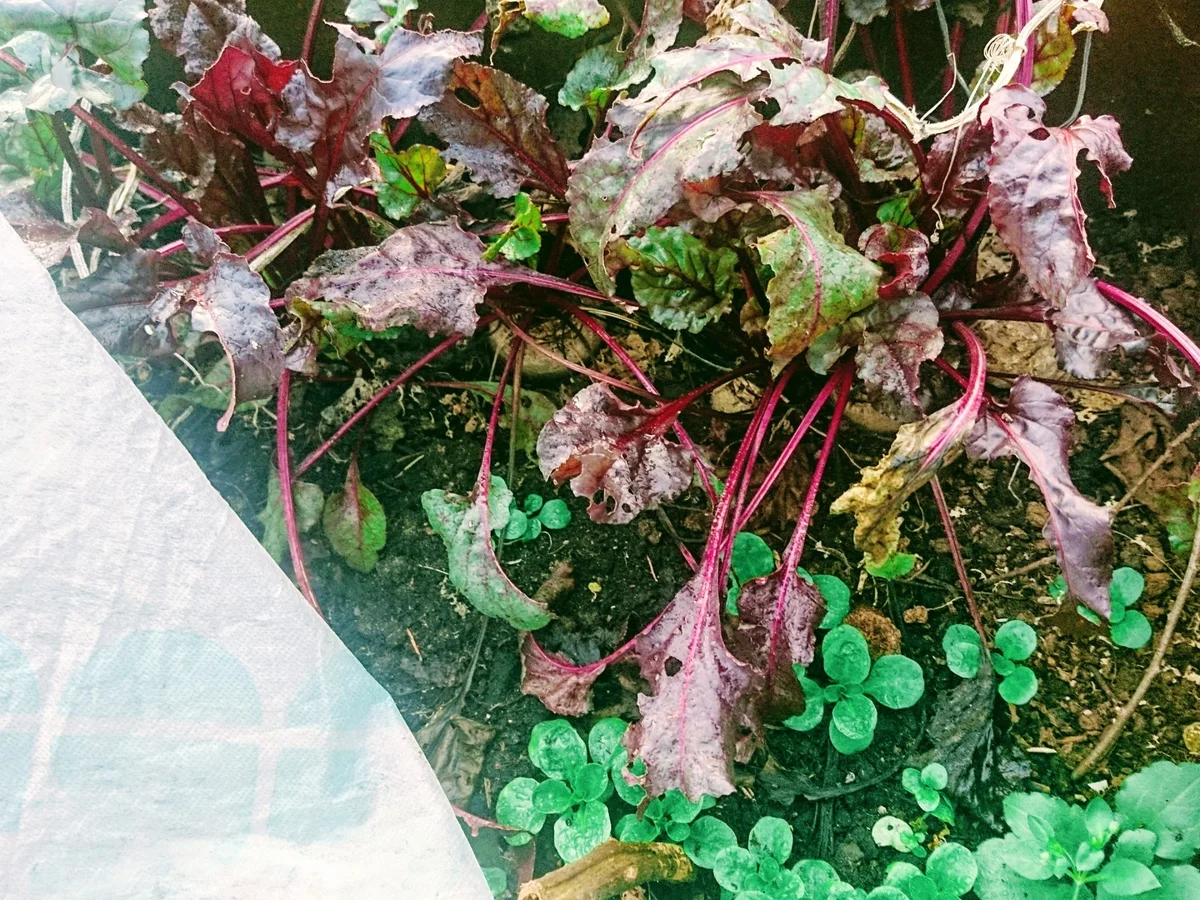 Risotto mit Roten Beten - Rezept - Bild Nr. 3