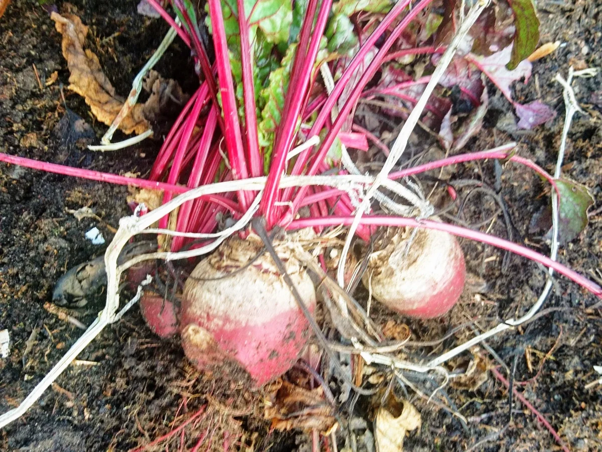 Risotto mit Roten Beten - Rezept - Bild Nr. 4