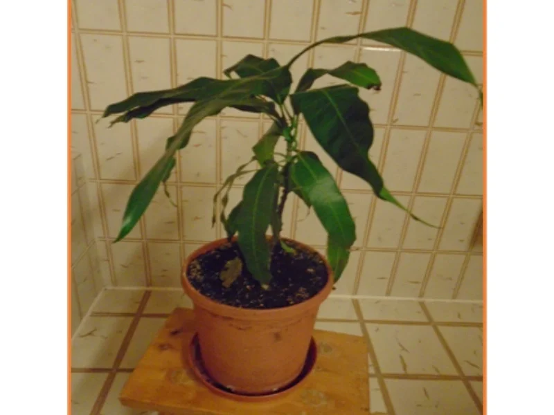 Kurkuma-Hähnchen-Drumsticks mit Avocado-Salsa und herzhaften Kartoffelstampf - Rezept - Bild Nr. 19