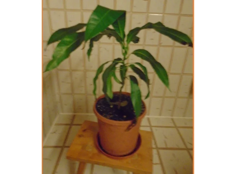 Kurkuma-Hähnchen-Drumsticks mit Avocado-Salsa und herzhaften Kartoffelstampf - Rezept - Bild Nr. 20