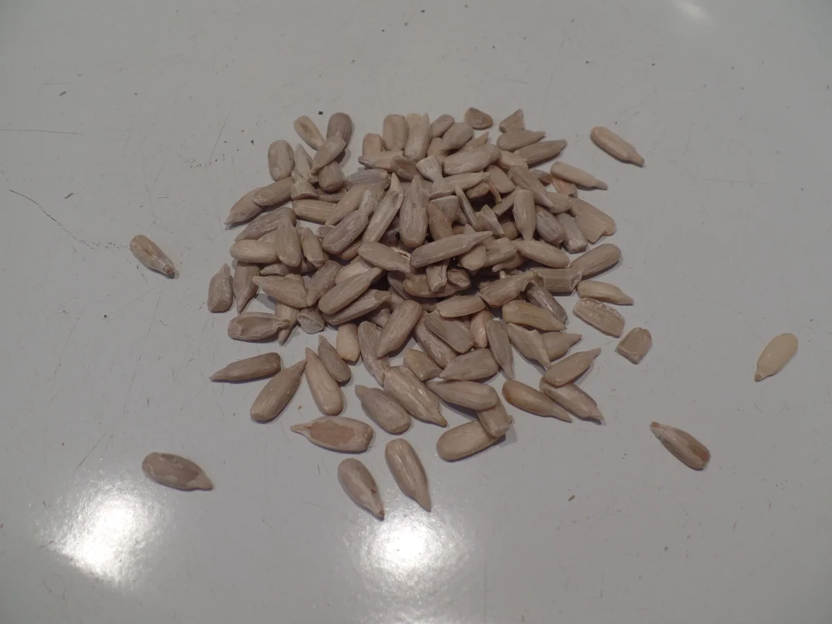 Gemüse-Pasta - Rezept - Bild Nr. 13075