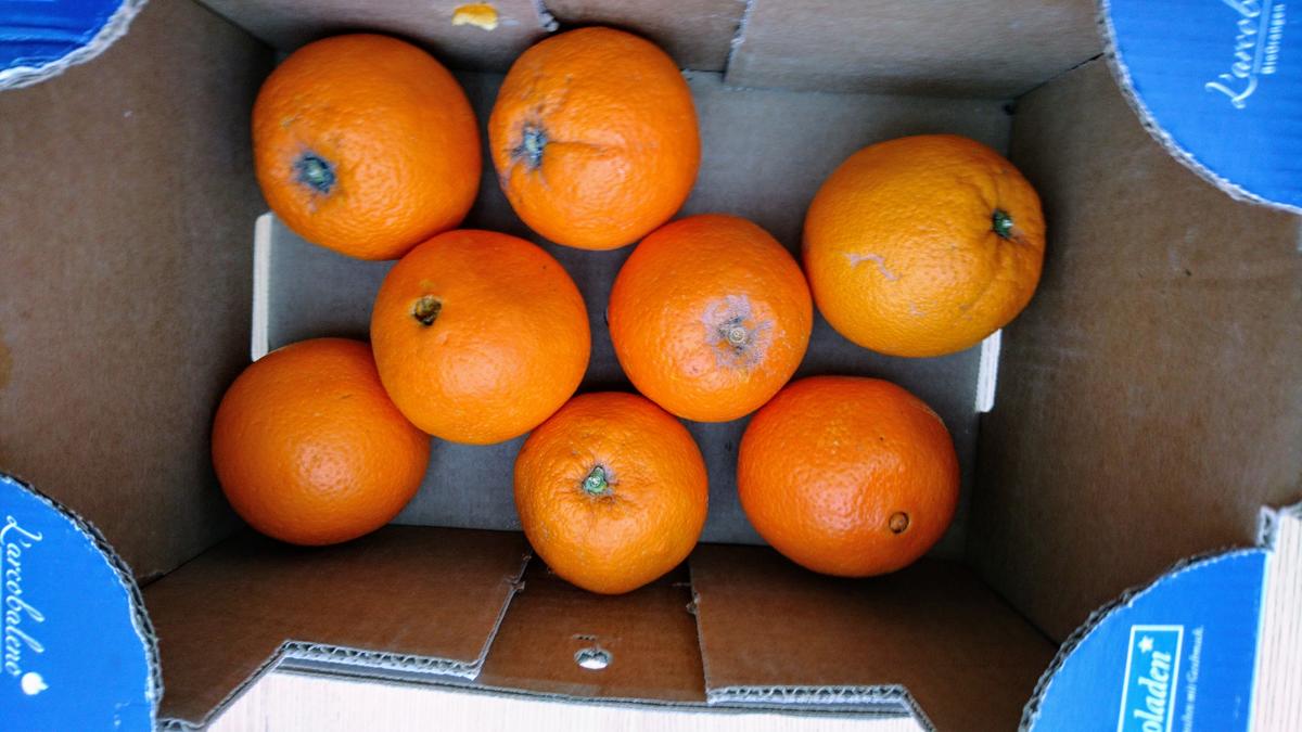 Orangen-Nougat Brioche - Rezept - Bild Nr. 4