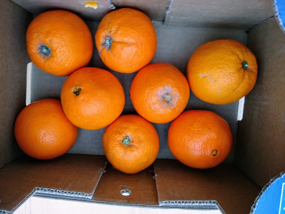 Orangen-Nougat Brioche - Rezept - Bild Nr. 4