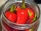 Rezept: Chilis eingelegt Bild Nr. 2 Chilis eingelegt - Rezept - Bild Nr. 2