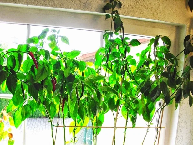 Rezept: Chilis eingelegt Bild Nr. 5 Chilis eingelegt - Rezept - Bild Nr. 5