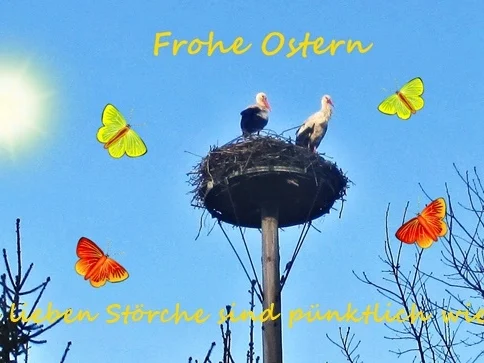 Die Dresdner Eierschecke original mit Boden = kochbar Challenge 4.0 (April 2021) - Rezept - Bild Nr. 13785