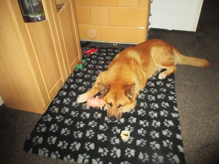 Kartoffelsuppe mit Würstchen - Rezept - Bild Nr. 13987