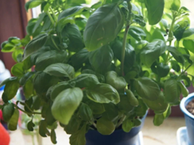 Rezept: Tomatensalat mit Harzer Käse Bild Nr. 14134 Tomatensalat mit Harzer Käse - Rezept - Bild Nr. 14134