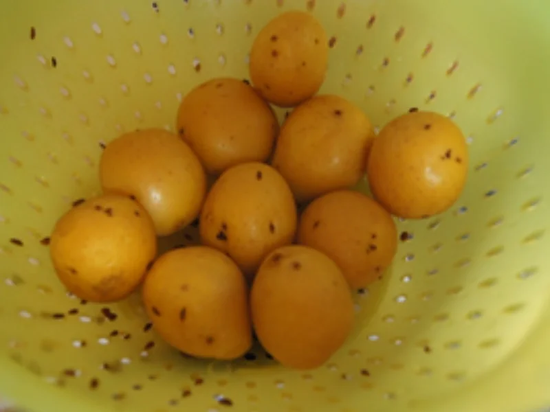 Heringssalat mit griechischen Jogurt und Pellkartoffeln - Rezept - Bild Nr. 14143