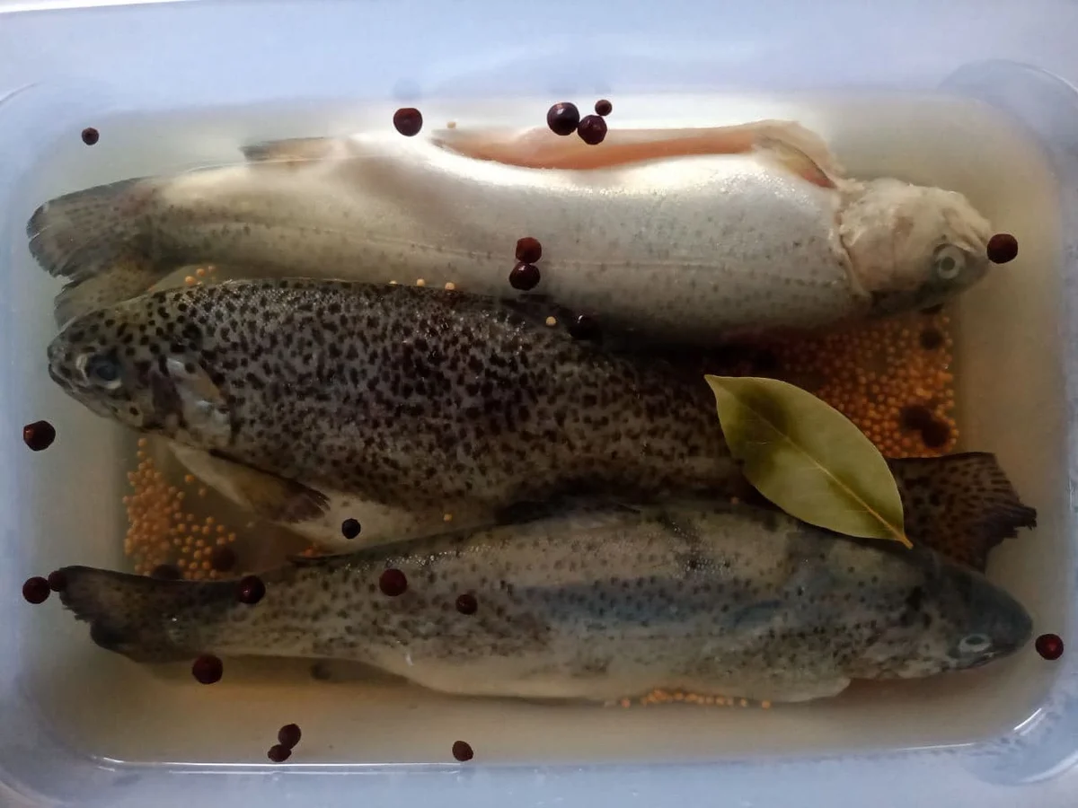 Rezept: Geräucherte Forelle Bild Nr. 14197 Geräucherte Forelle - Rezept - Bild Nr. 14197