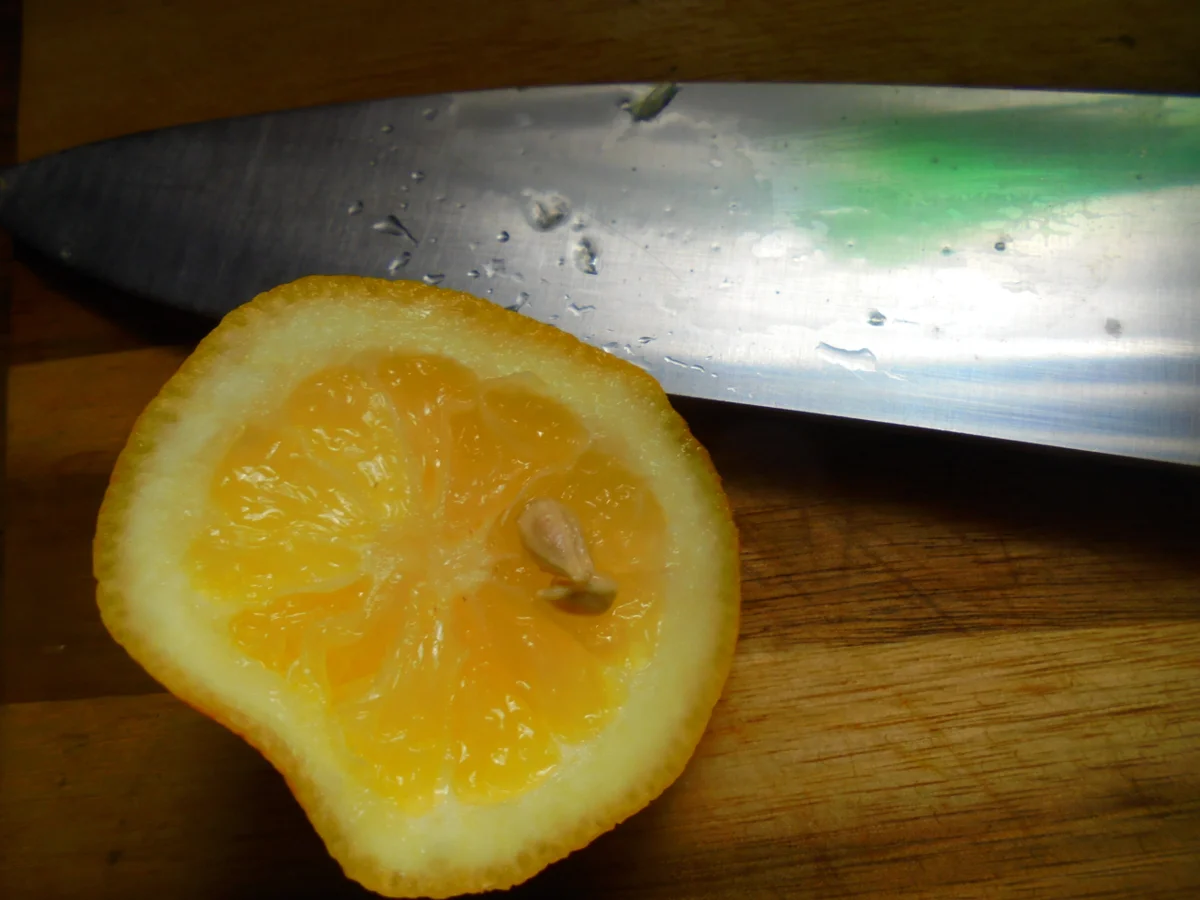 Aprikosen-Apfel-Kiwi Konfitüre - Rezept - Bild Nr. 14177